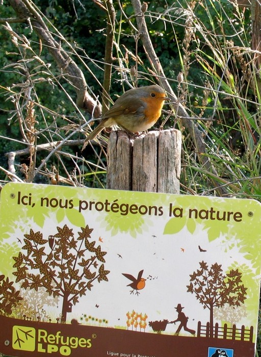 Refuge Rougegorge petit.jpg