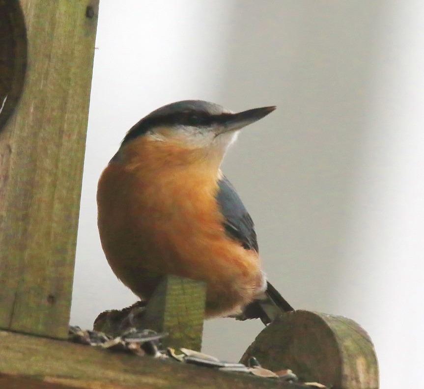 Cohabiter avec le Renard roux - LPO (Ligue pour la Protection des Oiseaux)  - Agir pour la biodiversité